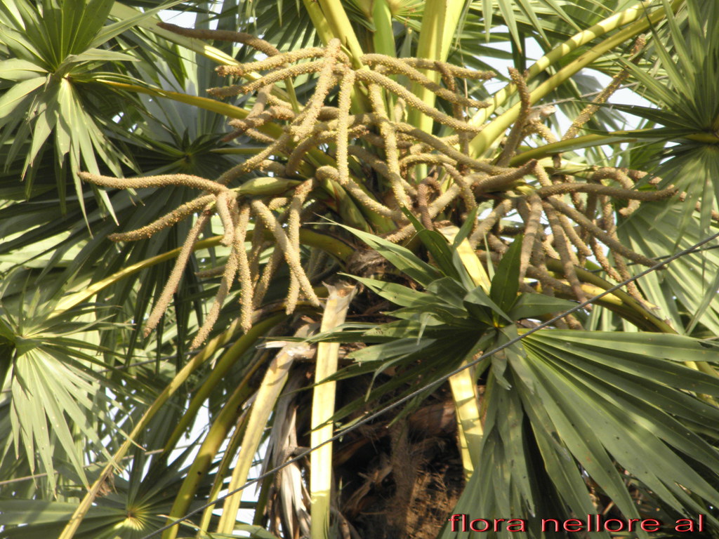 Plant Trees